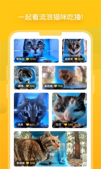 哈啰街猫 安卓版截图1